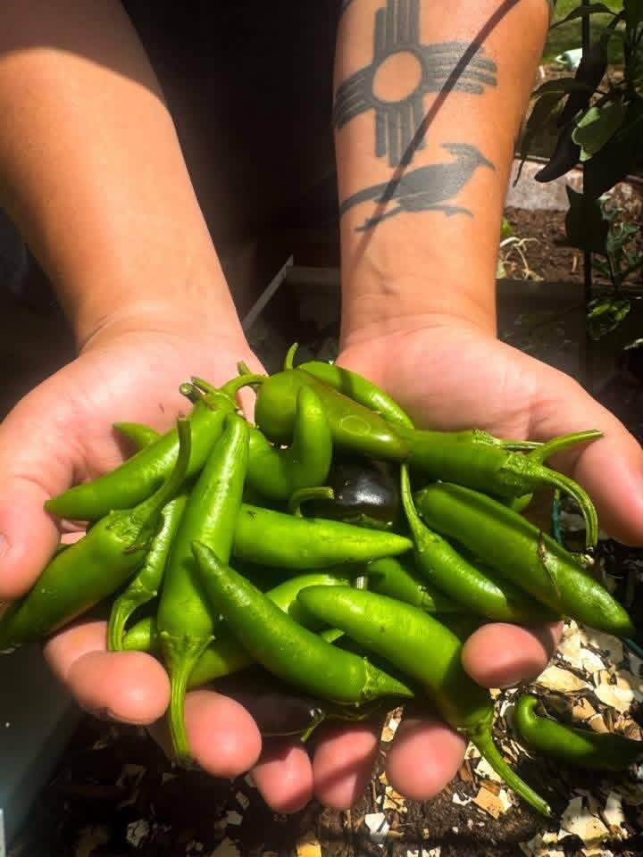 A handful of fresh green peppers at Queen Cluckers Homestead