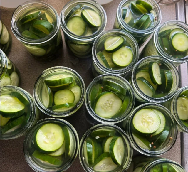 Fresh cucumber slices packed in open jars