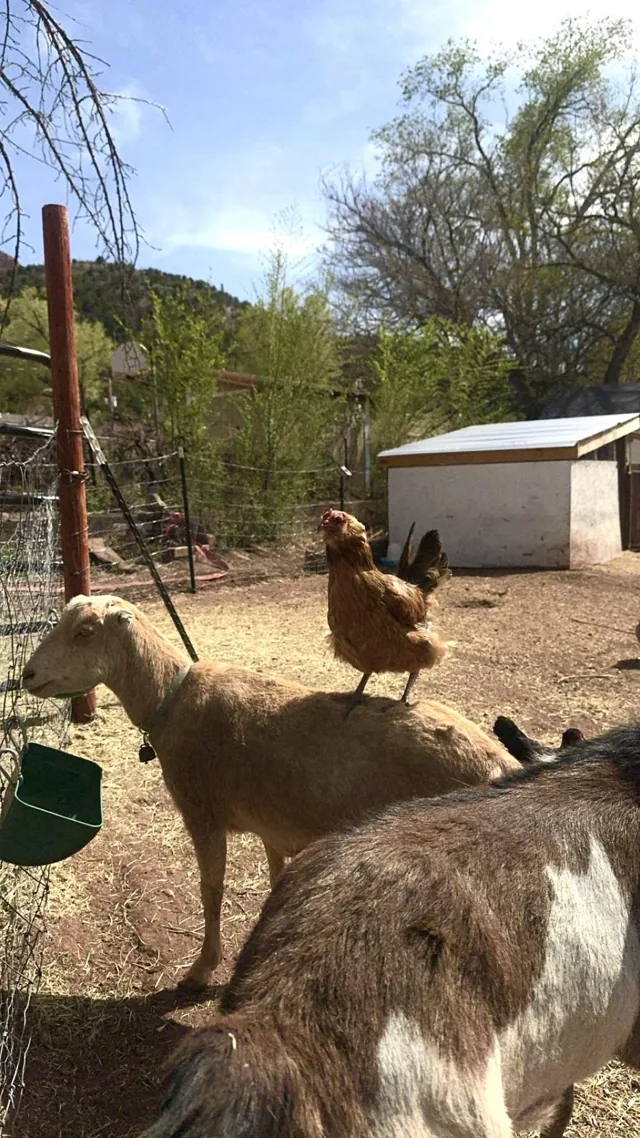 A chicken perched on a goat at the homestead