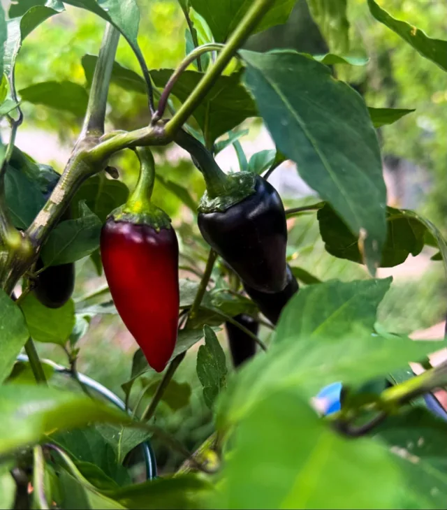 Peppers ripening on a plant in the garden