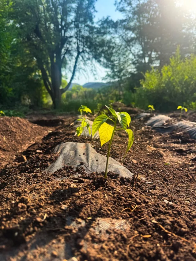 A young plant growing in the homestead garden